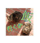 我が家の猫 予定編（個別スタンプ：4）