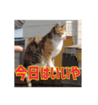 我が家の猫 予定編（個別スタンプ：5）