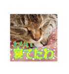 我が家の猫 予定編（個別スタンプ：6）