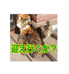我が家の猫 予定編（個別スタンプ：7）