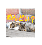 我が家の猫 予定編（個別スタンプ：8）