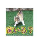 我が家の猫 予定編（個別スタンプ：9）