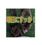 我が家の猫 予定編（個別スタンプ：10）