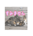 我が家の猫 予定編（個別スタンプ：12）
