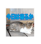 我が家の猫 予定編（個別スタンプ：13）