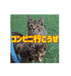 我が家の猫 予定編（個別スタンプ：14）