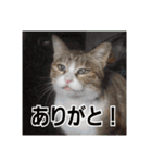 我が家の猫 予定編（個別スタンプ：15）
