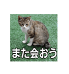 我が家の猫 予定編（個別スタンプ：16）