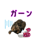 トイプー ラン君（個別スタンプ：12）