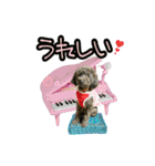 トイプー ラン君（個別スタンプ：15）