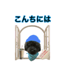 トイプー ラン君（個別スタンプ：17）