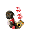 トイプー ラン君（個別スタンプ：18）