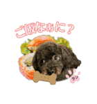 トイプー ラン君（個別スタンプ：19）