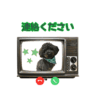 トイプー ラン君（個別スタンプ：23）