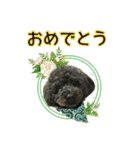 トイプー ラン君（個別スタンプ：27）