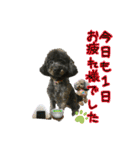 トイプー ラン君（個別スタンプ：30）