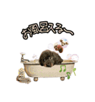 トイプー ラン君（個別スタンプ：33）