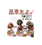 トイプー ラン君（個別スタンプ：37）