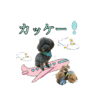 トイプー ラン君（個別スタンプ：38）