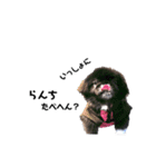 ペキニーズ cocoa 1（個別スタンプ：7）
