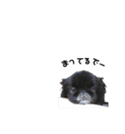 ペキニーズ cocoa 1（個別スタンプ：11）