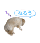 ふうとるう①（個別スタンプ：1）