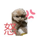 ふうとるう①（個別スタンプ：11）