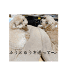 ふうとるう①（個別スタンプ：13）