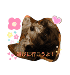 マルパピの日々（個別スタンプ：1）