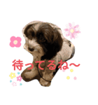 マルパピの日々（個別スタンプ：3）