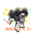 マルパピの日々（個別スタンプ：4）