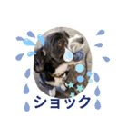 マルパピの日々（個別スタンプ：13）