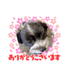 マルパピの日々（個別スタンプ：23）