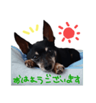 ごんぞう®（個別スタンプ：3）