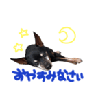 ごんぞう®（個別スタンプ：4）