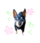 ごんぞう®（個別スタンプ：7）