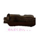 チャロむすびの 使える！日常スタンプ（個別スタンプ：4）