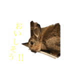 チャロむすびの 使える！日常スタンプ（個別スタンプ：12）