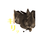 チャロむすびの 使える！日常スタンプ（個別スタンプ：14）