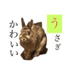 チャロむすびの 使える！日常スタンプ（個別スタンプ：18）