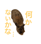 チャロむすびの 使える！日常スタンプ（個別スタンプ：22）