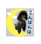 トイプー家族5（個別スタンプ：2）