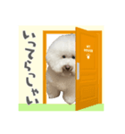 トイプー家族5（個別スタンプ：4）