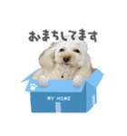 トイプー家族5（個別スタンプ：5）