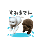 トイプー家族5（個別スタンプ：6）