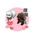 トイプー家族5（個別スタンプ：7）