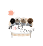 トイプー家族4（個別スタンプ：1）
