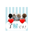 トイプー家族4（個別スタンプ：2）