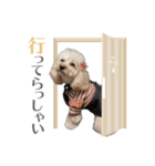 トイプー家族4（個別スタンプ：4）