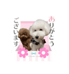 トイプー家族4（個別スタンプ：5）